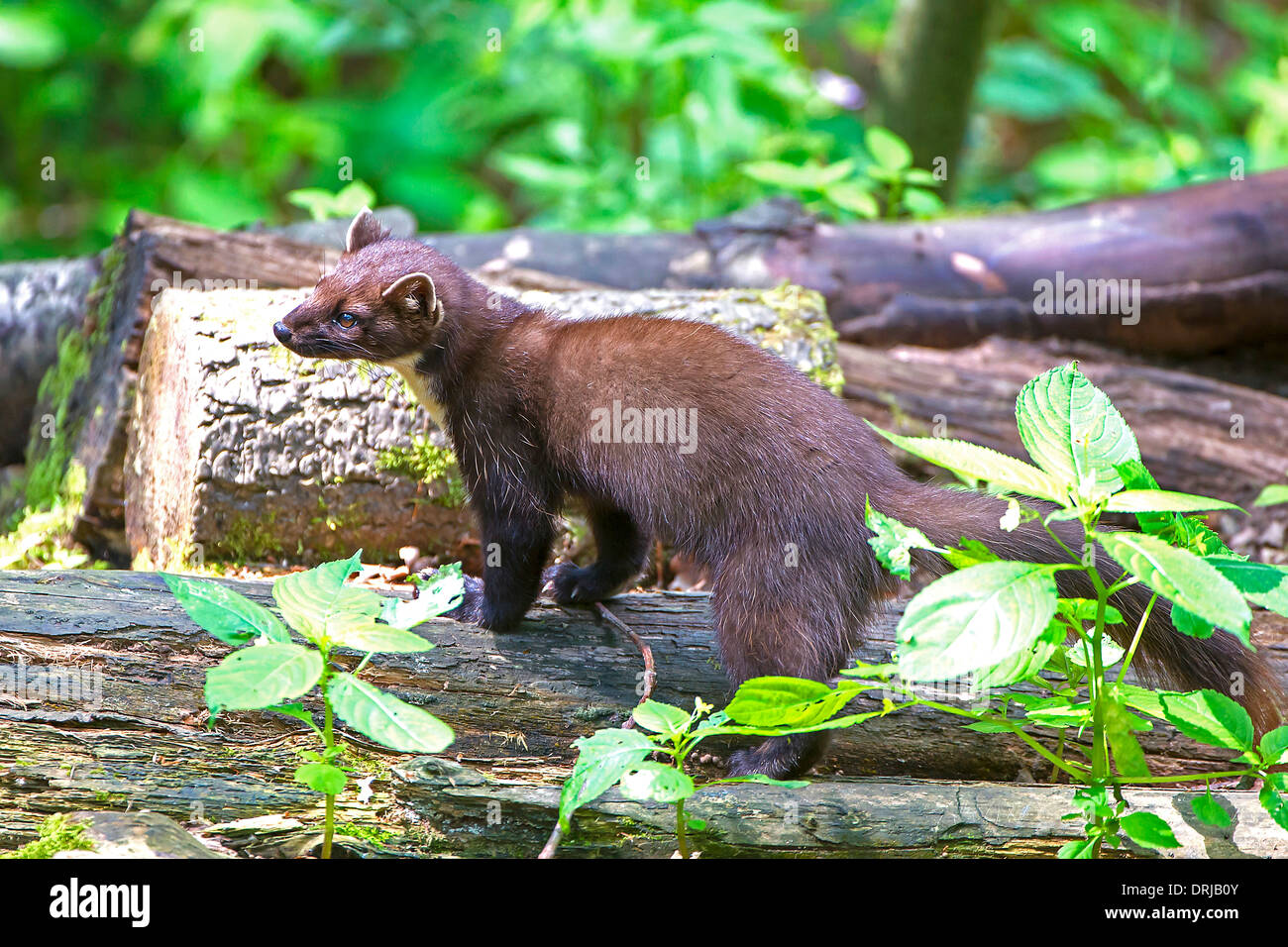 Baummarder, Fell, Marder, Martes martes, Raubtier, flink, klettern, kletternd Stock Photo