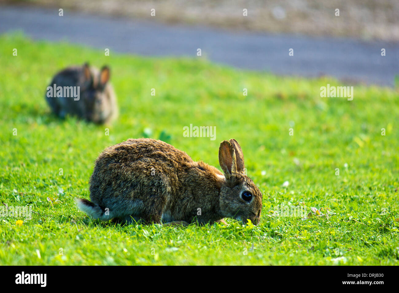 Two rabbits on the grass Stock Photo Alamy