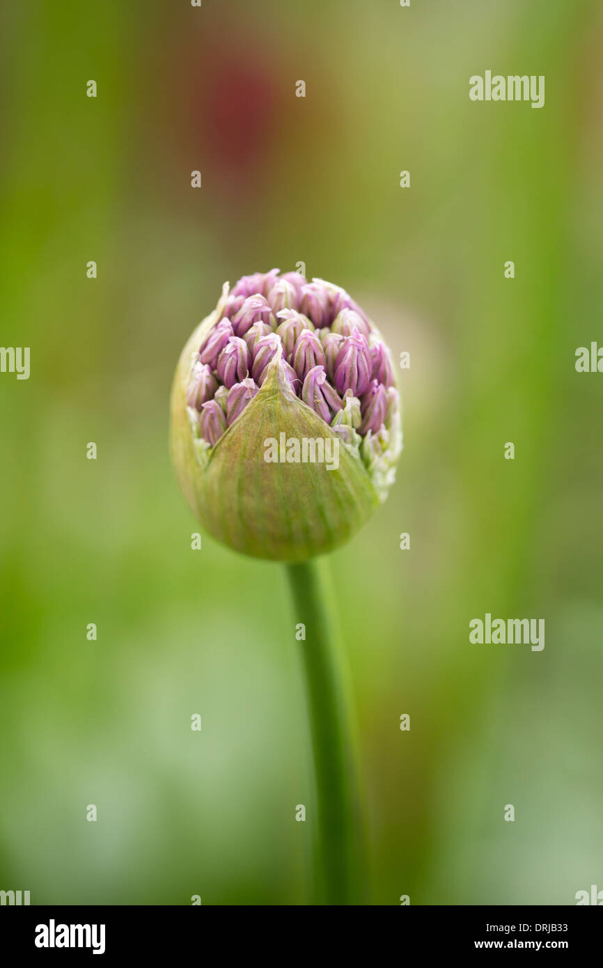 Allium stipitatum closed flower bud Stock Photo - Alamy