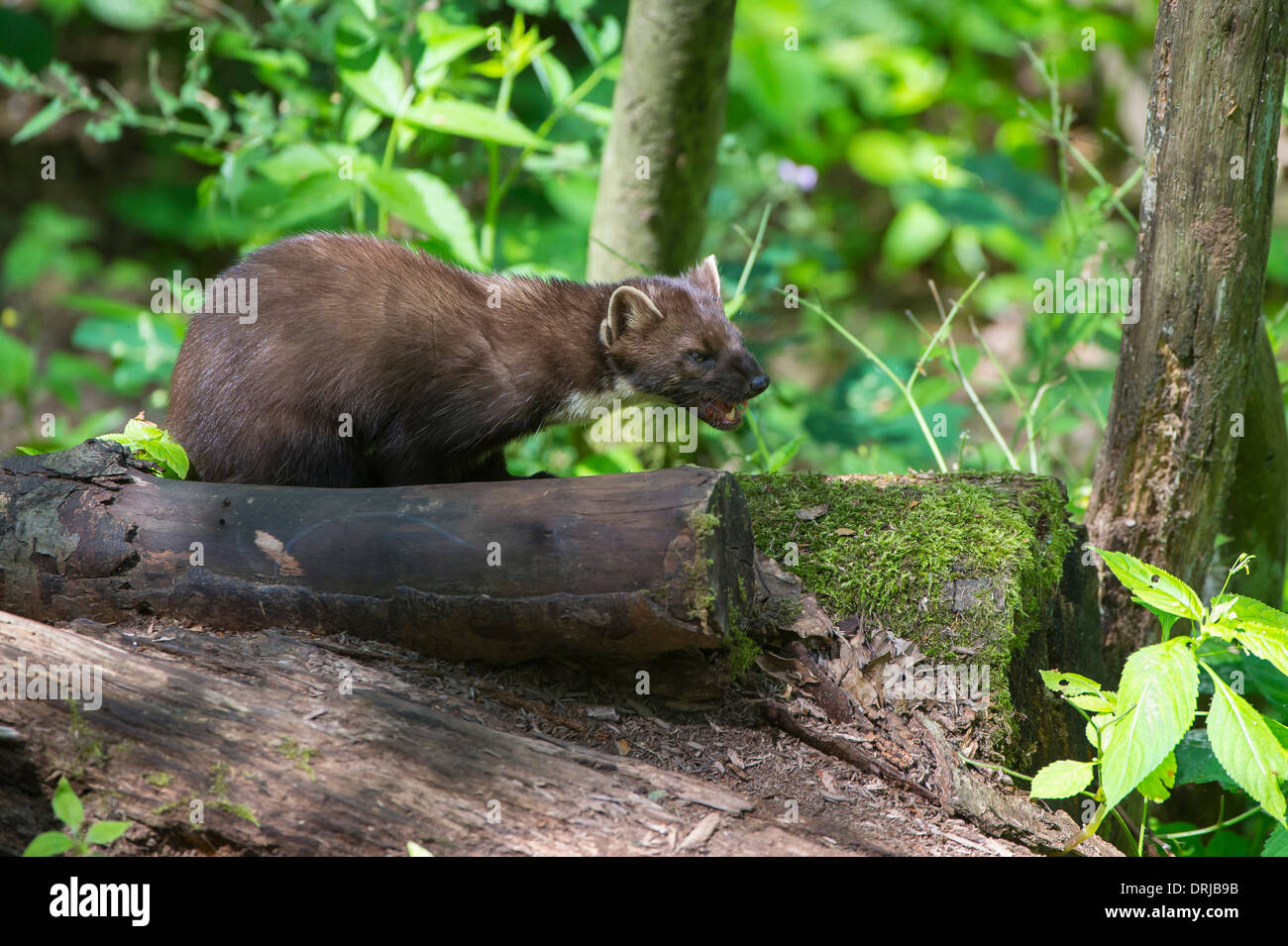 Baummarder, Fell, Marder, Martes martes, Raubtier, flink, klettern, kletternd Stock Photo