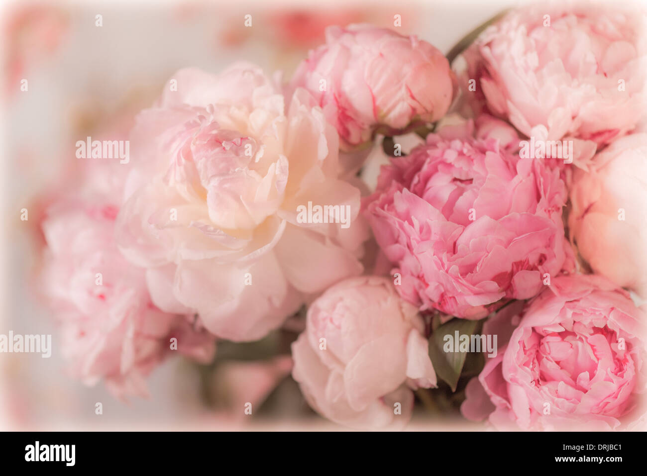 Pink Peony Bouquet Stock Photo