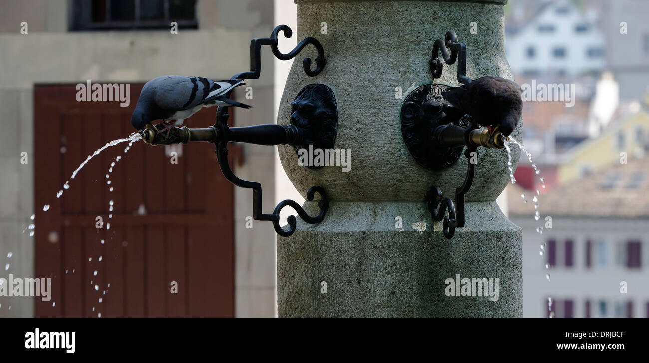 Pigeon drinking water from a fountain Zurich Switzerland in panoramic