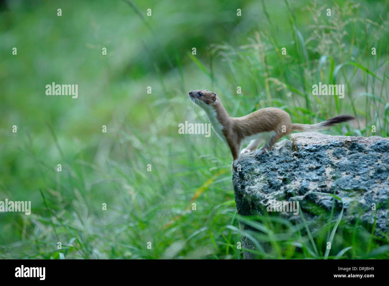 Stoat, Mustela erminea, also known as the short-tailed weasel Stock Photo