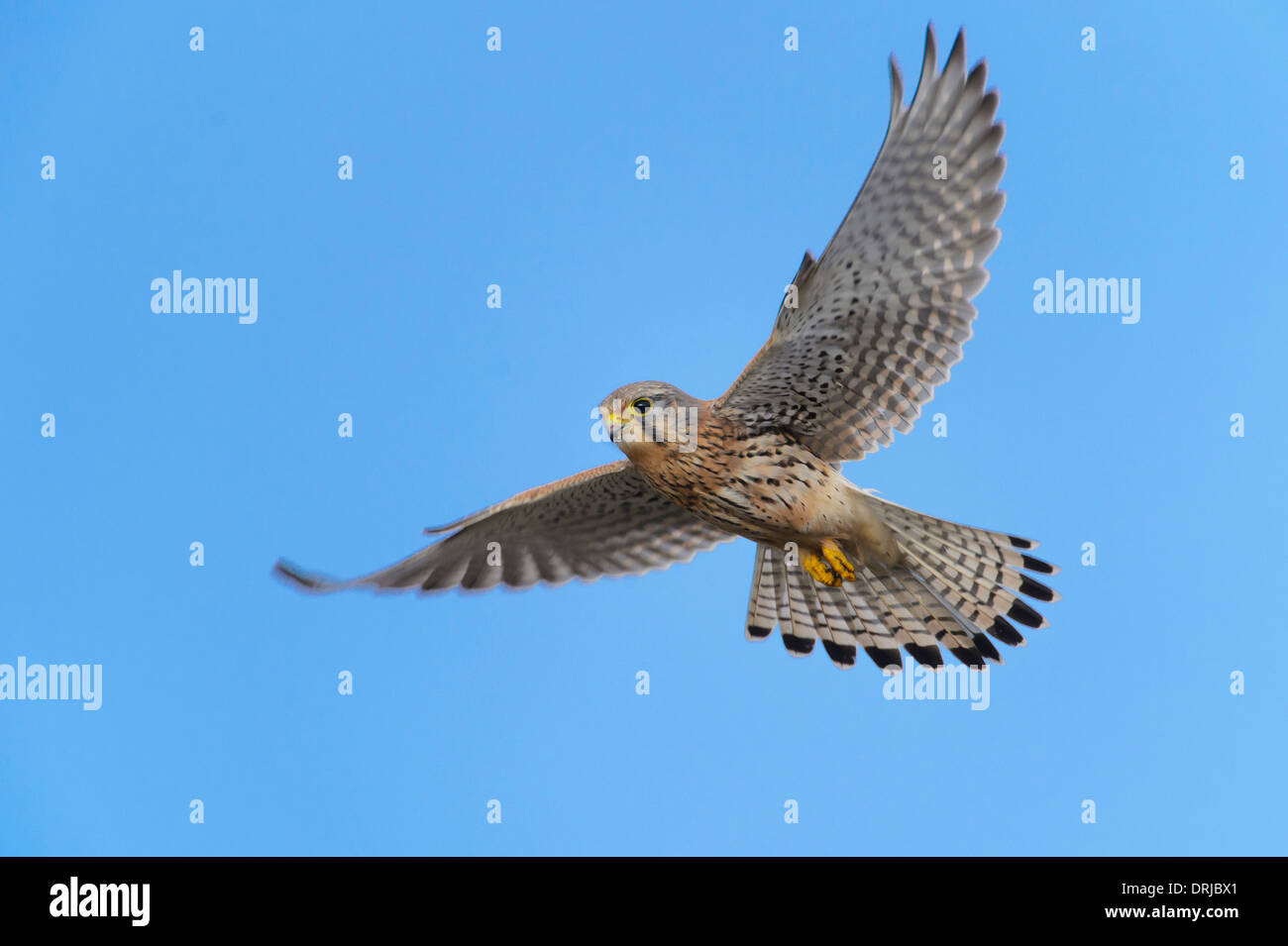 Common Kestrel, Falco tinnunculus, Greifvogel, Turmfalke, fliegend Stock Photo