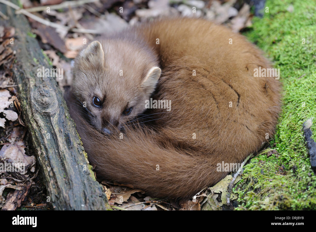 Baummarder, Fell, Marder, Martes martes, Raubtier, flink, klettern, kletternd Stock Photo