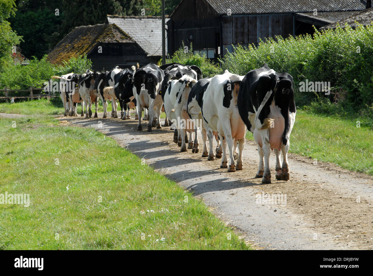 Dairy Cows going in for milking Stock Photo Alamy
