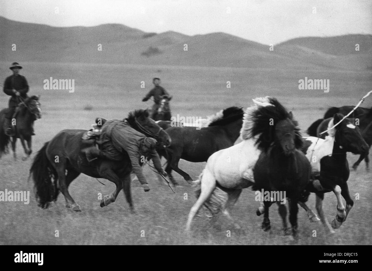 Horsemen with wild horses, near Ulan Bator, Mongolia Stock Photo