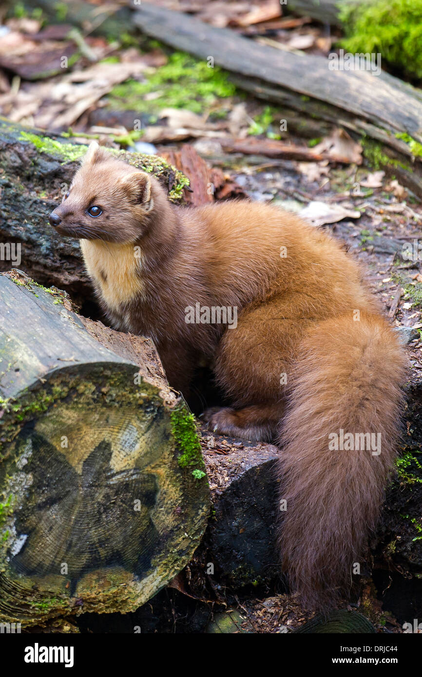 Baummarder, Fell, Marder, Martes martes, Raubtier, flink, klettern, kletternd Stock Photo - Alamy
