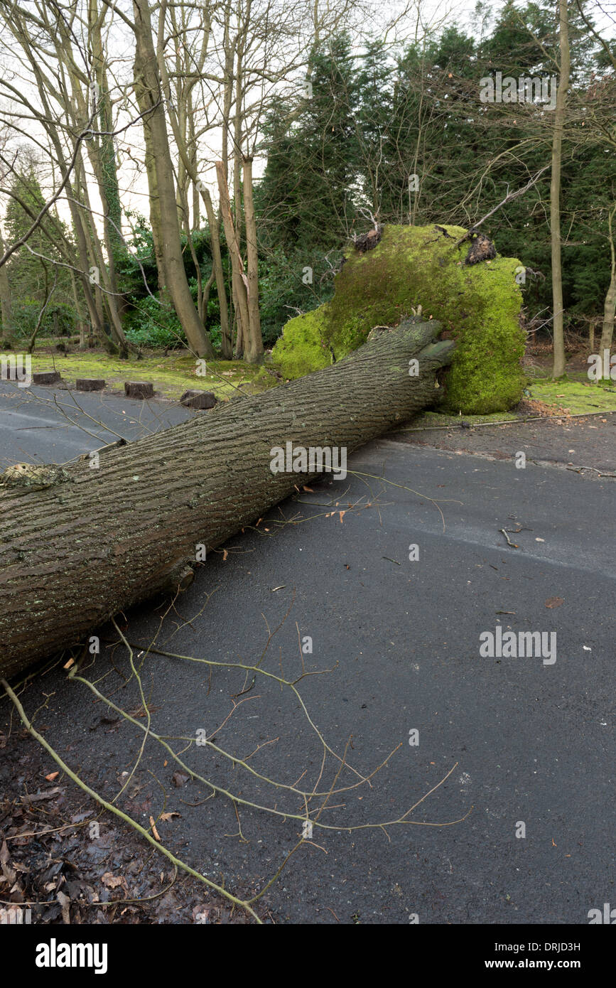Sevenoaks, Kent. 27th Jan, 2014. A mature tree blown over in winds and
