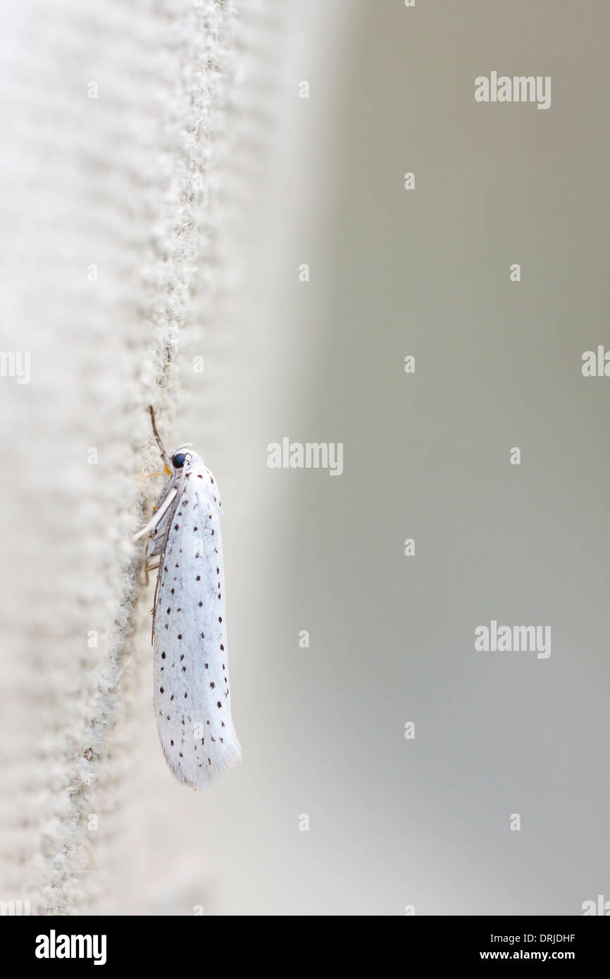 White insect with blue dots on wings Stock Photo