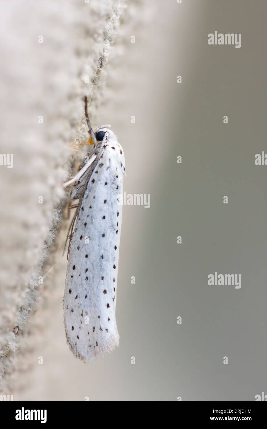 White insect with blue dots on wings Stock Photo