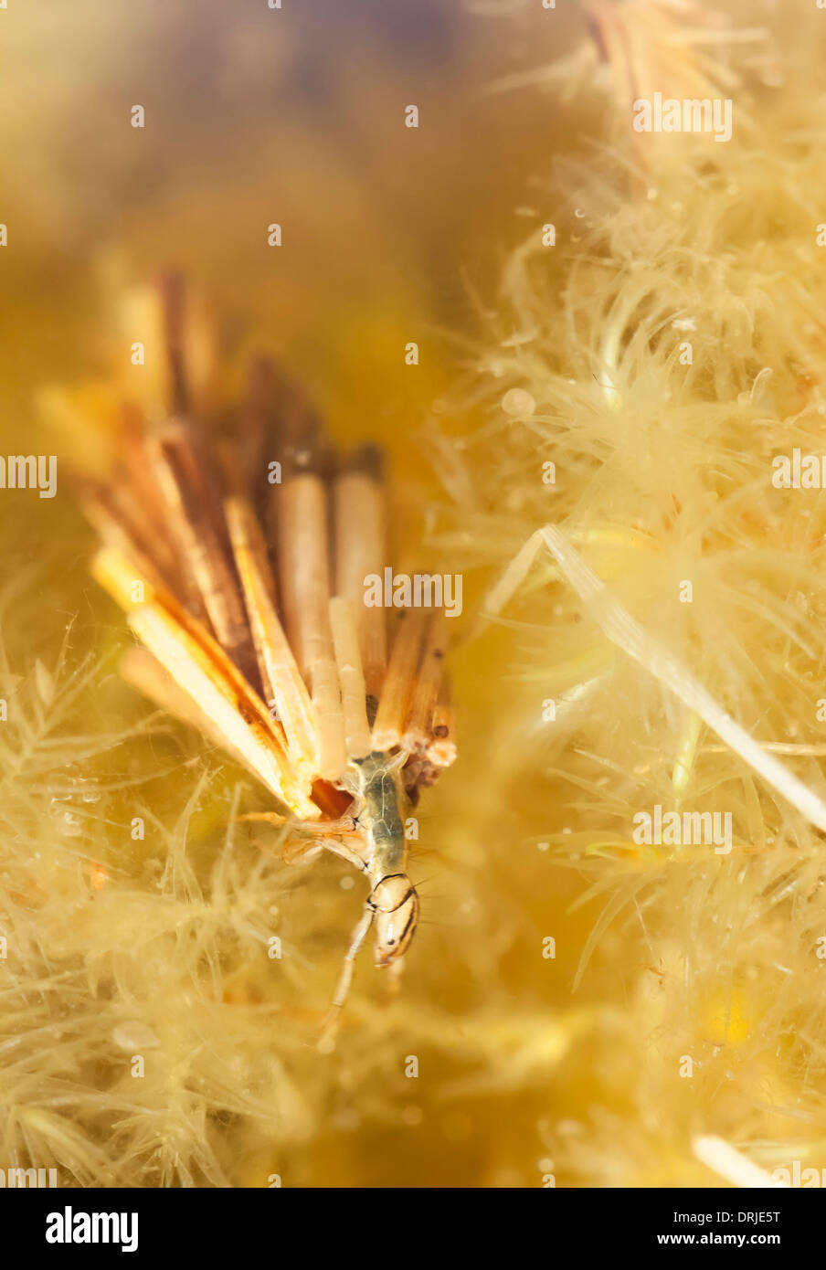 Caddisfly larvae hires stock photography and images Alamy
