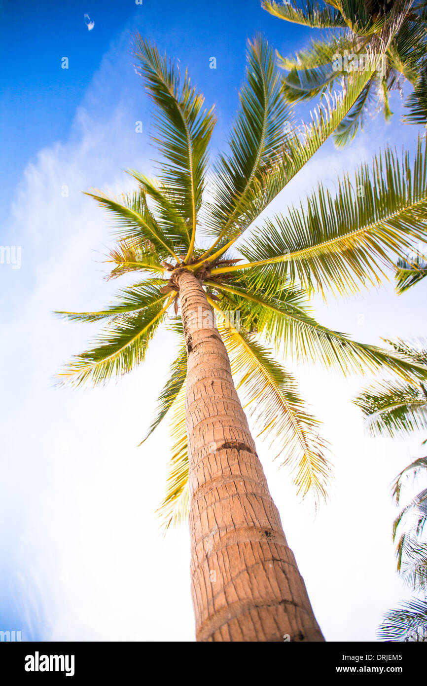 Coconut Palm tree on the sandy beach background blue sky Stock Photo ...