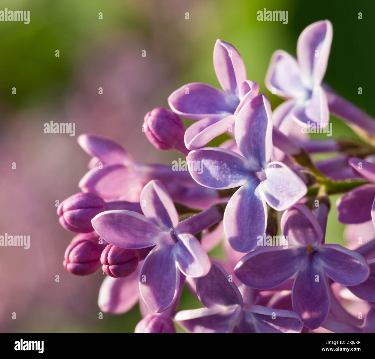 Summer bunch of flowers hires stock photography and images Alamy
