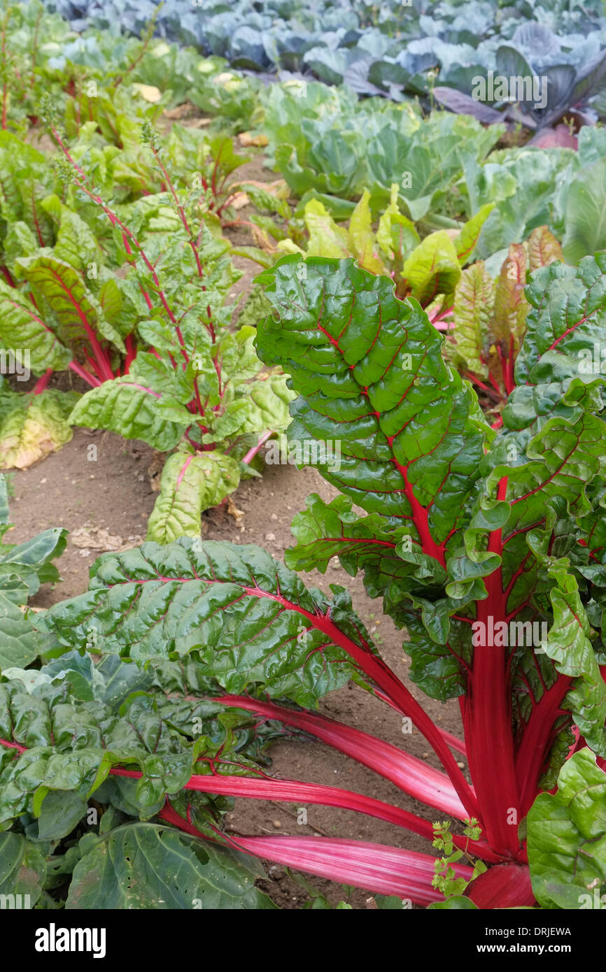 Swiss Chard growing in the walled garden at Normanby Hall, Scunthorpe, North Lincolnshire, England. Stock Photo
