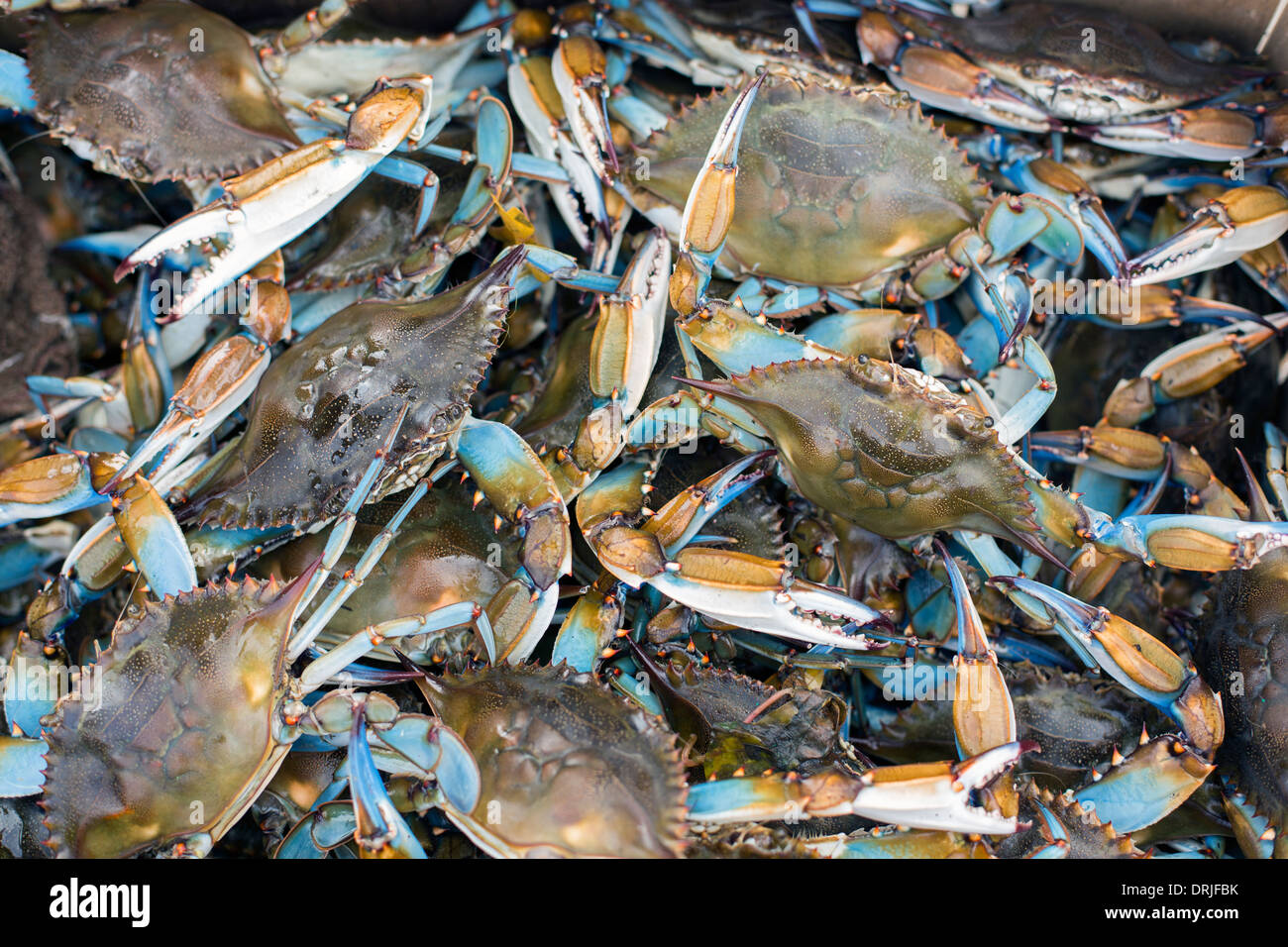blue crabs Stock Photo