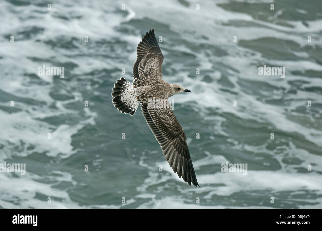 Lesser Black-backed Gull - Larus fuscus - juvenile - 1st winter Stock Photo