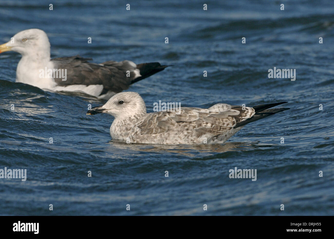 Lesser Black-backed Gull - Larus fuscus - 2nd winter. Stock Photo