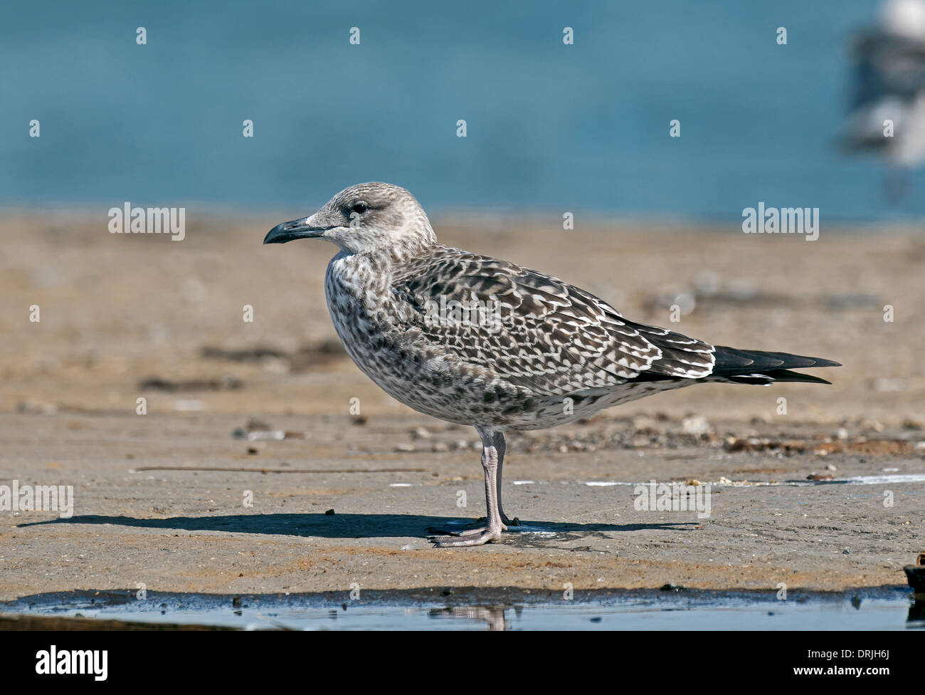 Lesser Black-backed Gull - Larus fuscus - juvenile. Stock Photo