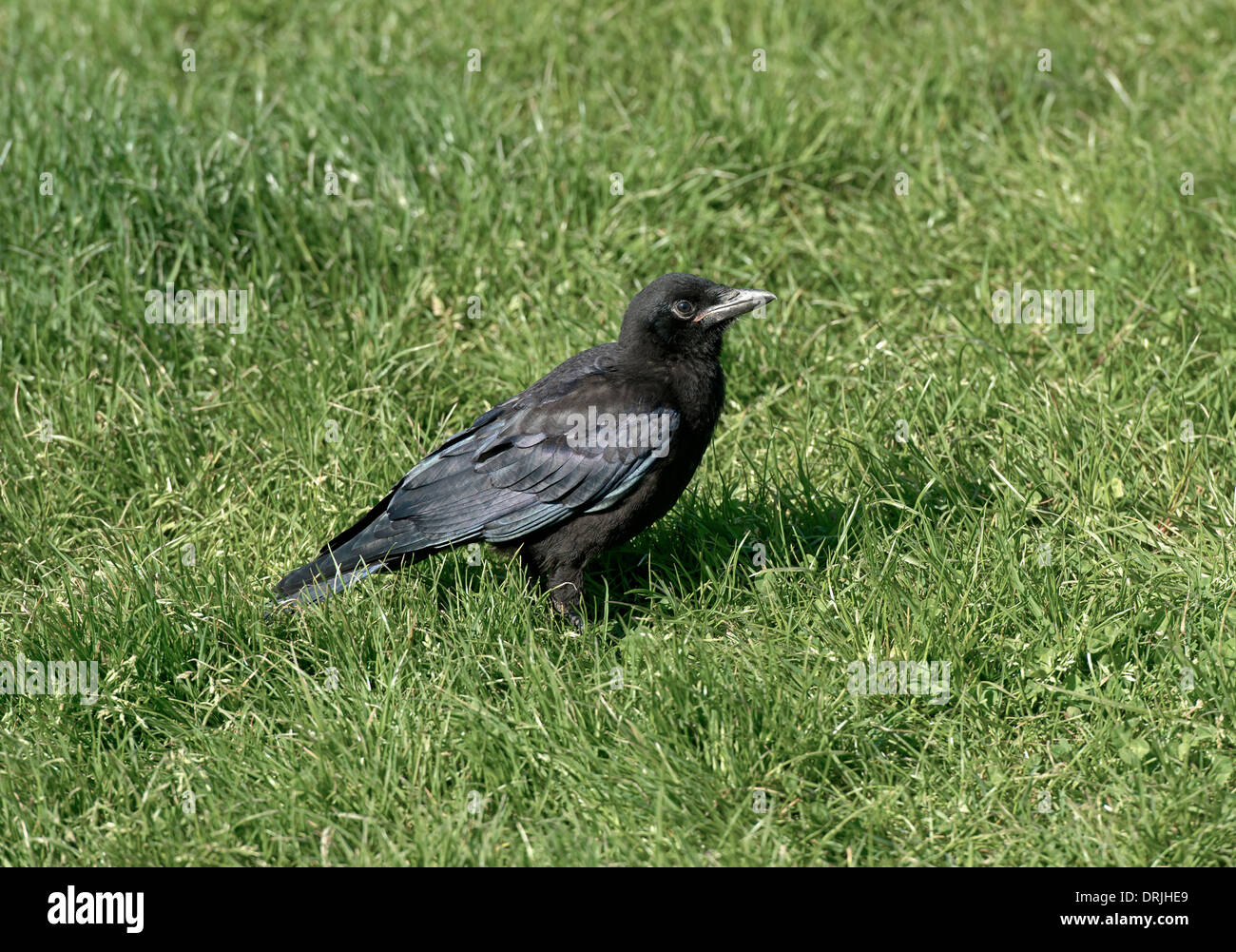 Rook - Corvus frugilegus - juvenile. Stock Photo