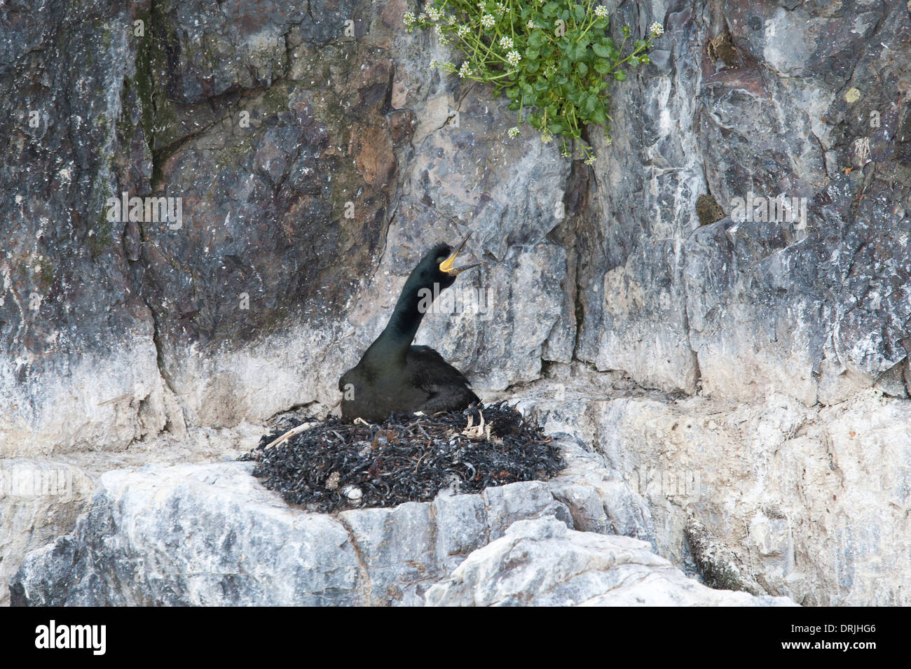Cormorant brooding in the nest on eggs Stock Photo Alamy