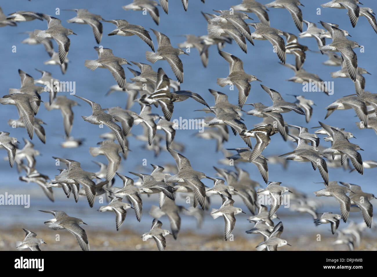 Mixed wader flock - Knot - Calildris canutus, Sanderling - Calidris alba, Turnstone - Arenaria interpes Stock Photo
