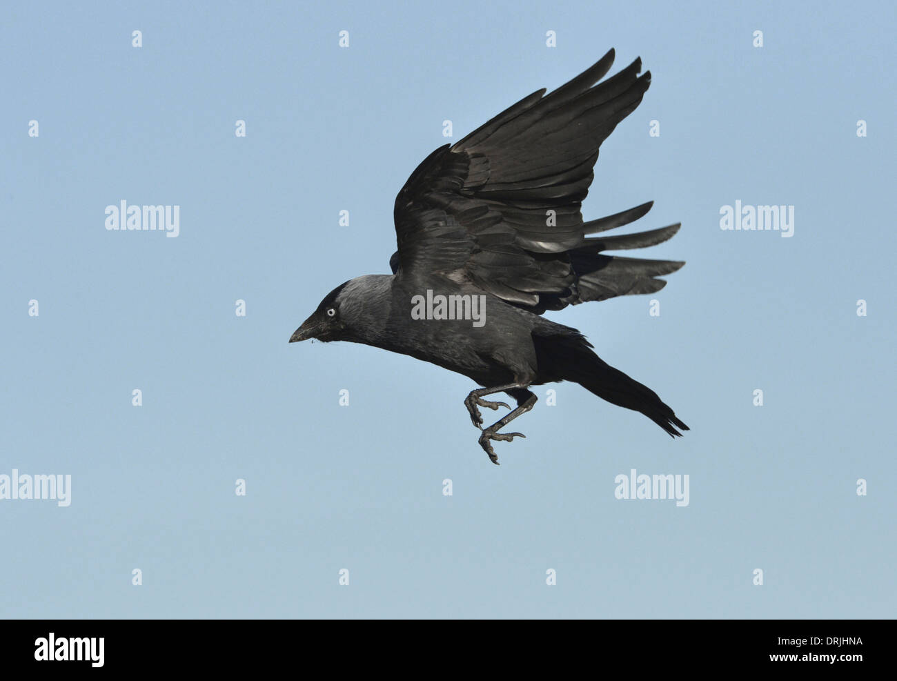 Jackdaw Corvus monedula in flight. Stock Photo
