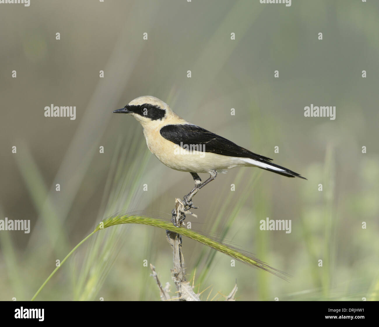 Black-eared Wheatear - Oenanthe hispanica - eastern race male, pale-throated form Stock Photo