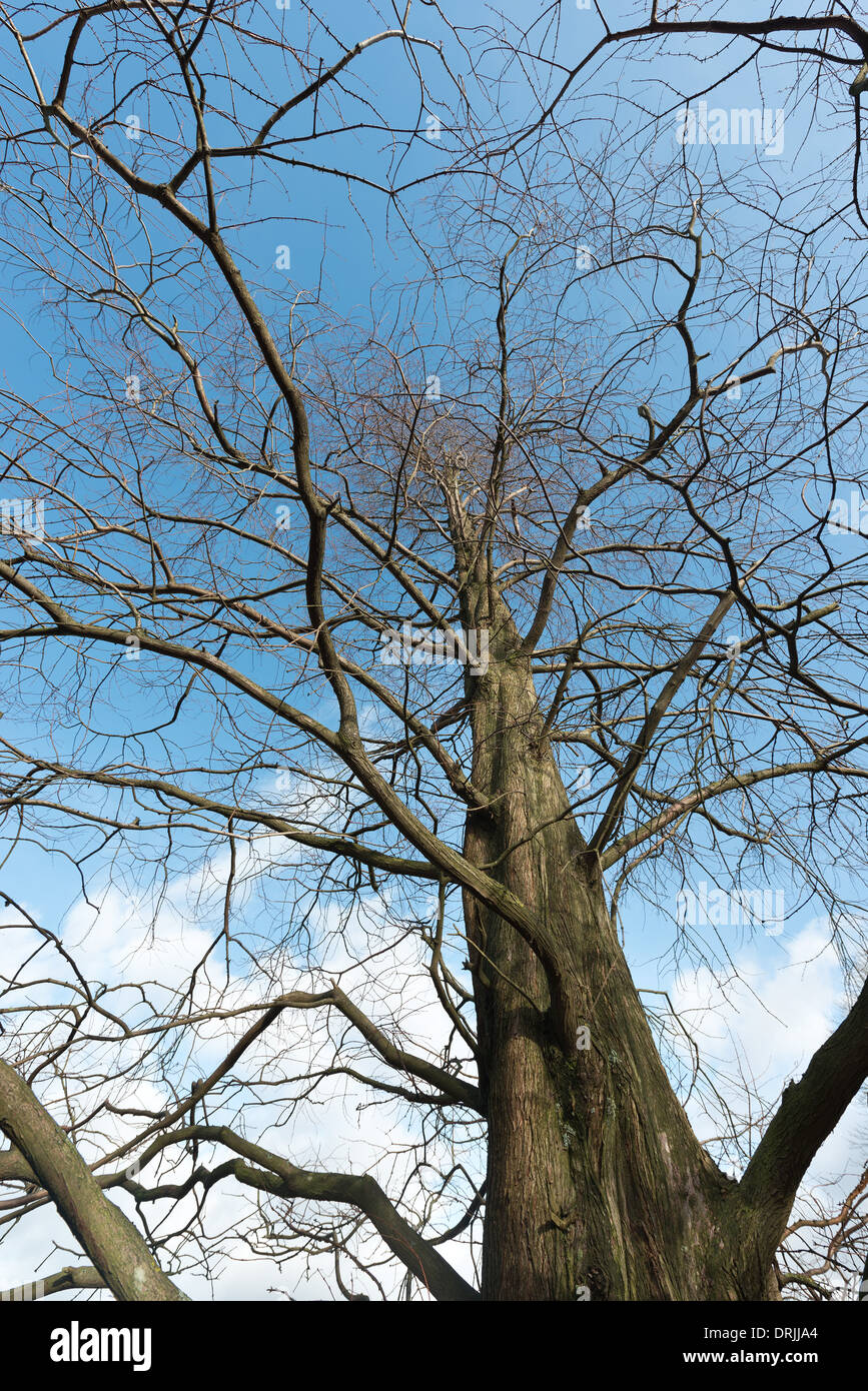 Bare trunk and branches of the Dawn redwood tree an endangered