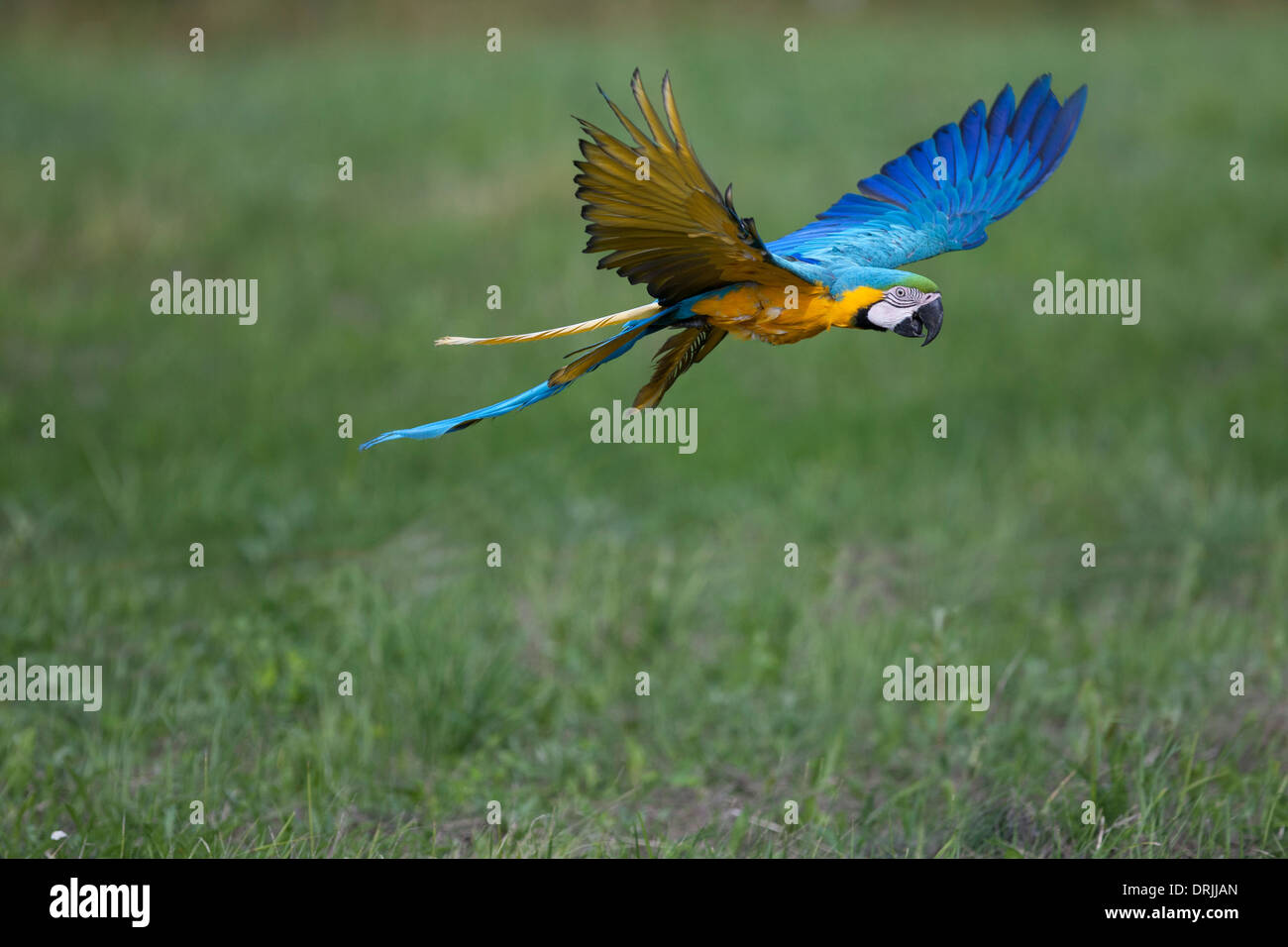 Amazon parrot flying over a meadow Stock Photo