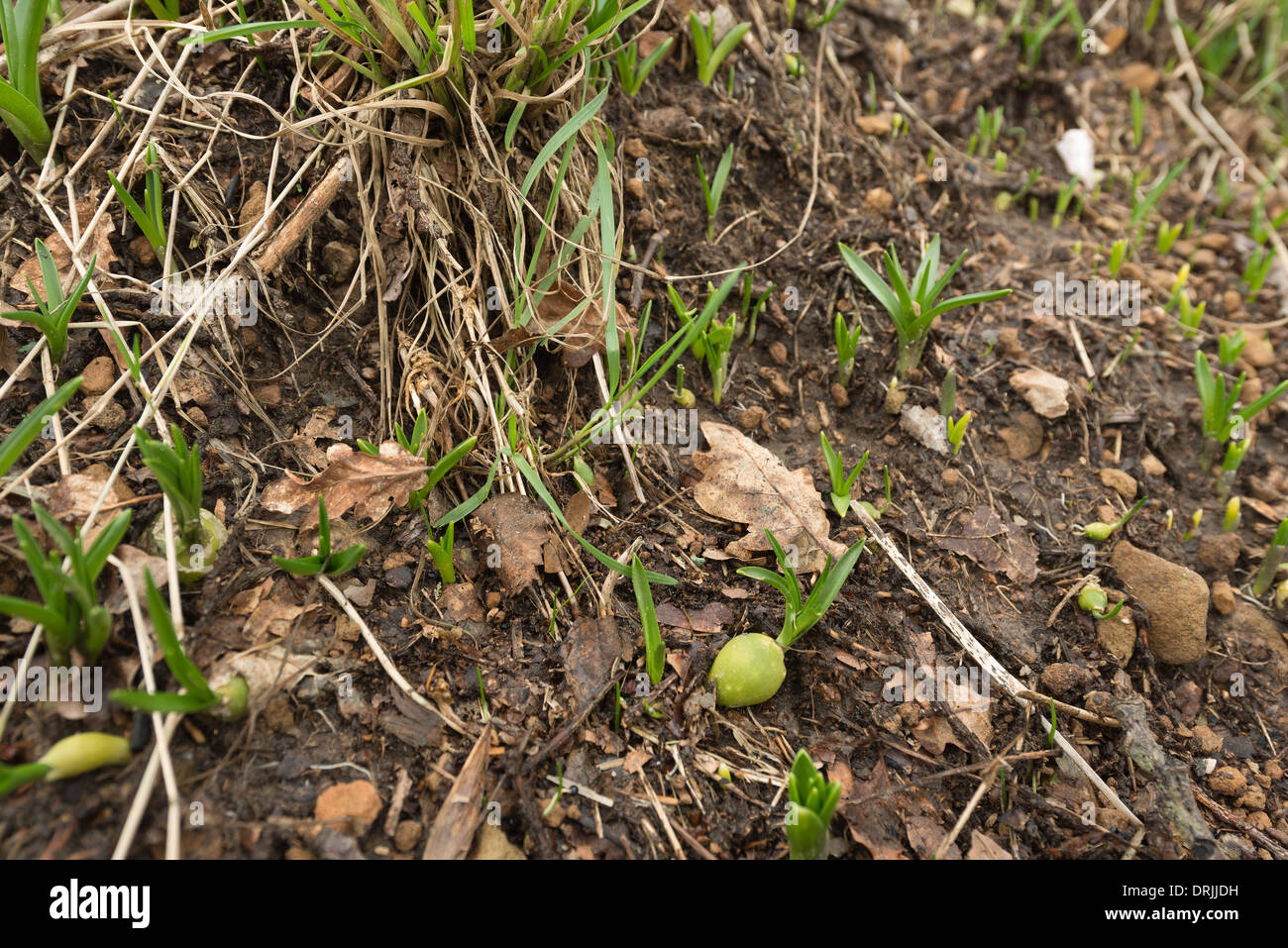 Perpetual rain washing away surface soil and eroding woodland banks
