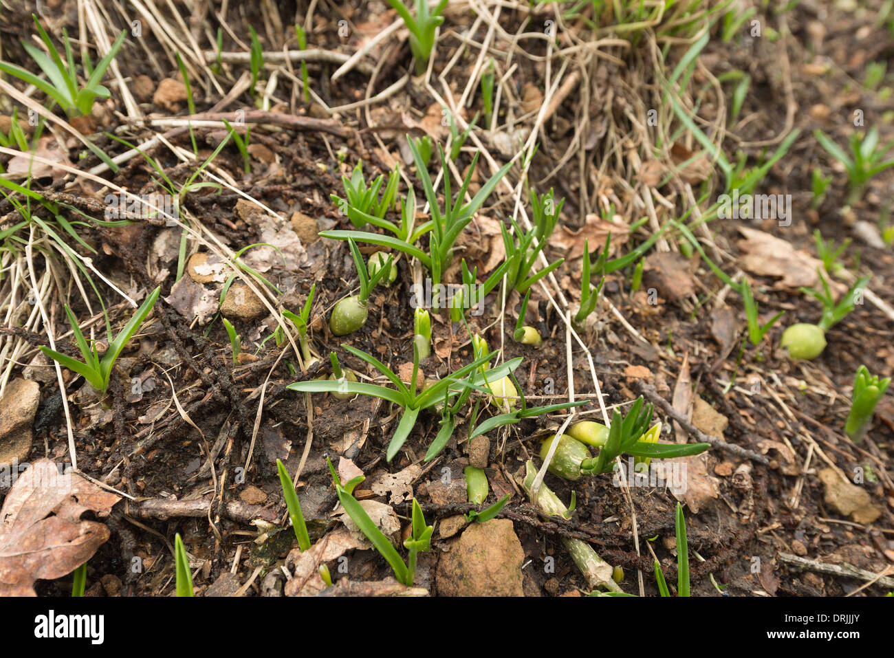 Perpetual rain washing away surface soil and eroding woodland banks