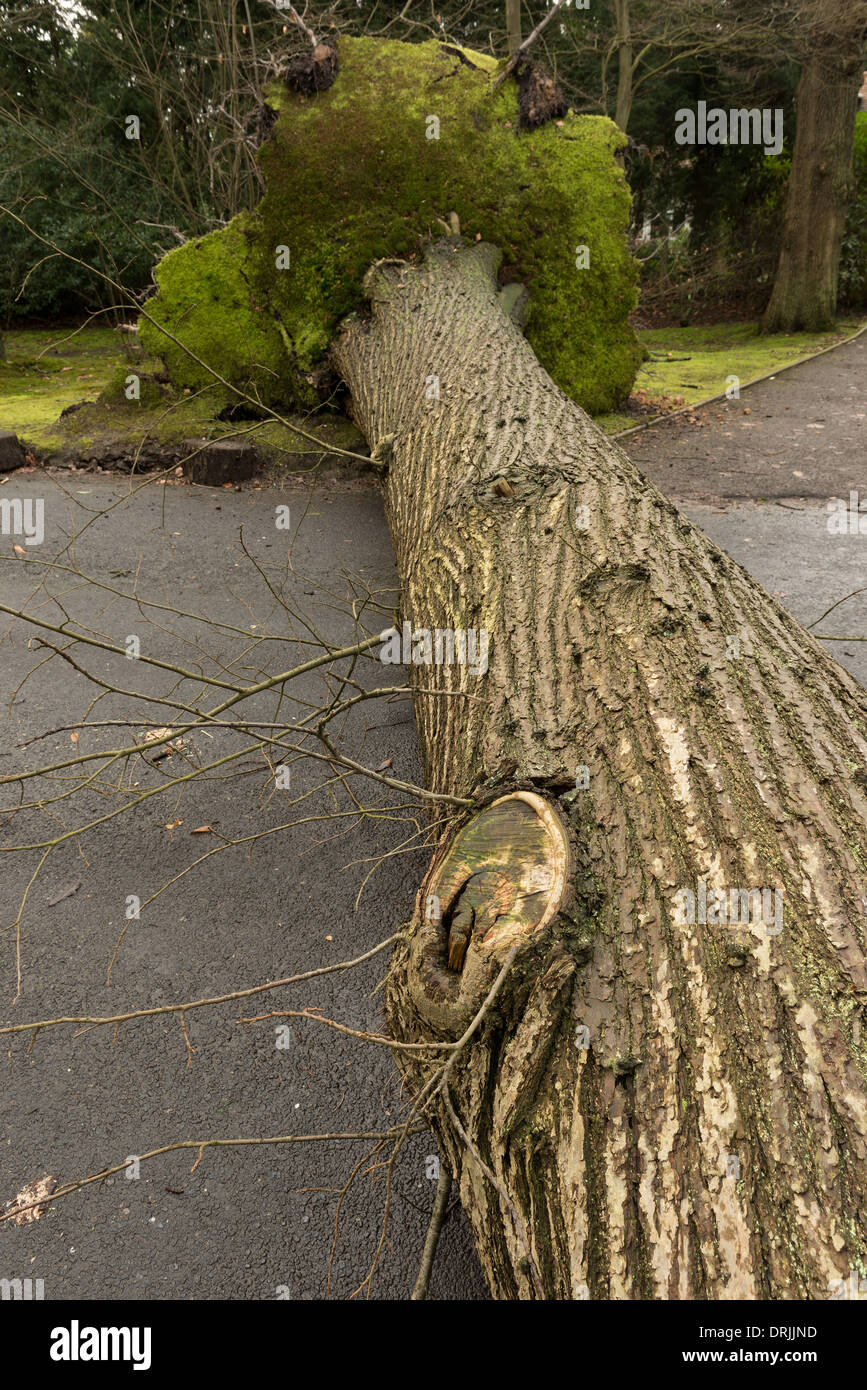 A mature tree blown over in winds and rain at the top of Sevenoaks