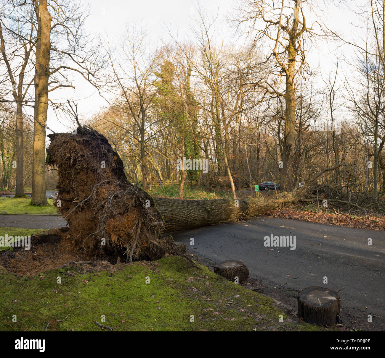A mature tree blown over in winds and rain at the top of Sevenoaks