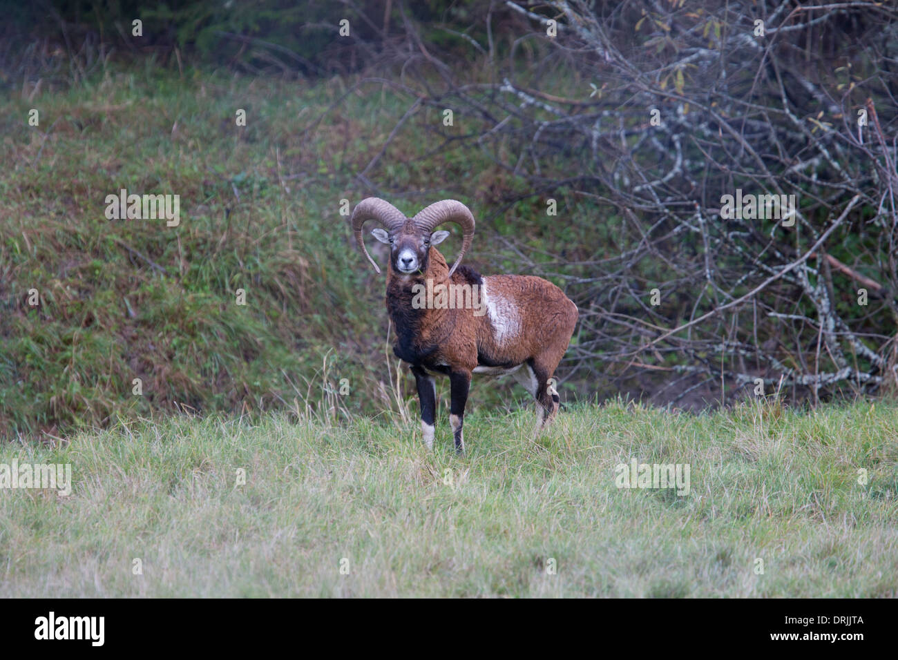 Ram horns hi-res stock photography and images - Alamy