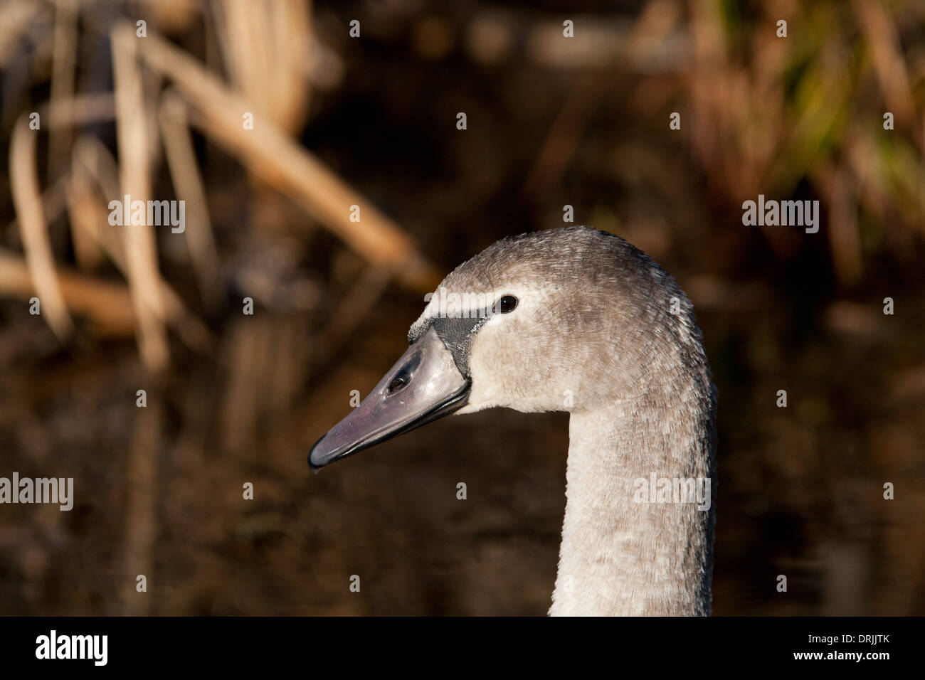 Young swan swimming in a pond Stock Photo