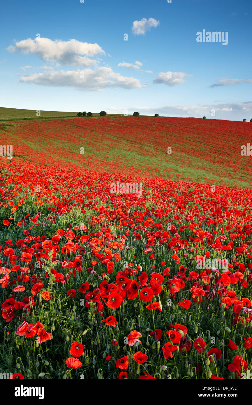 A field full of poppies growing on the South Downs, East Sussex Stock Photo