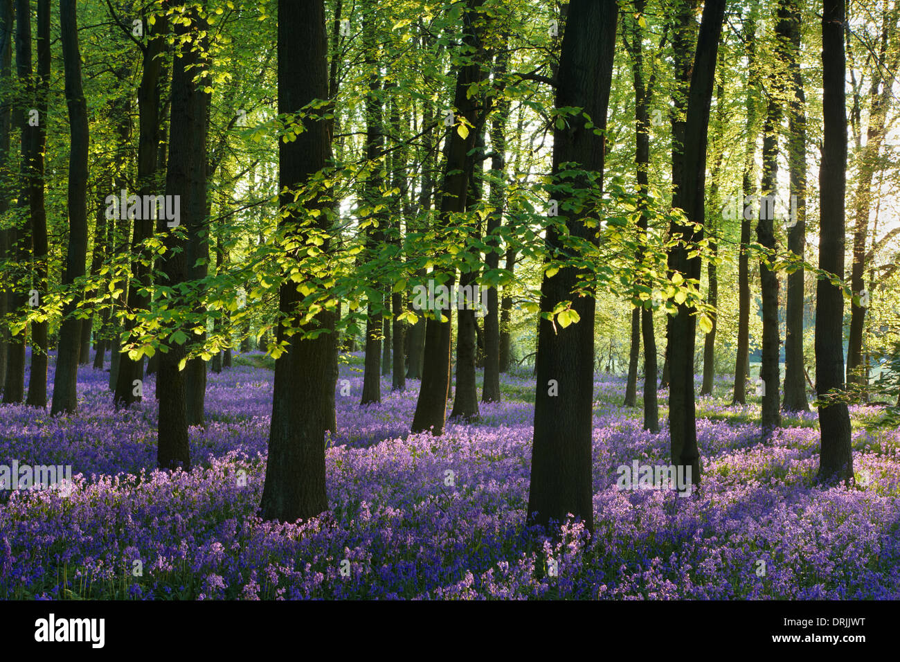 A covering of English bluebells highlighted by early sunlight. A misty sea of blue carpets the woodland floor during spring. Stock Photo