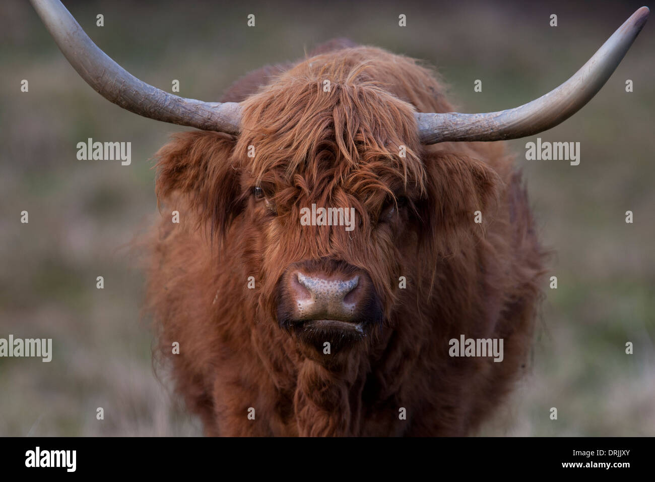 Long-haired cattle with huge horns Stock Photo