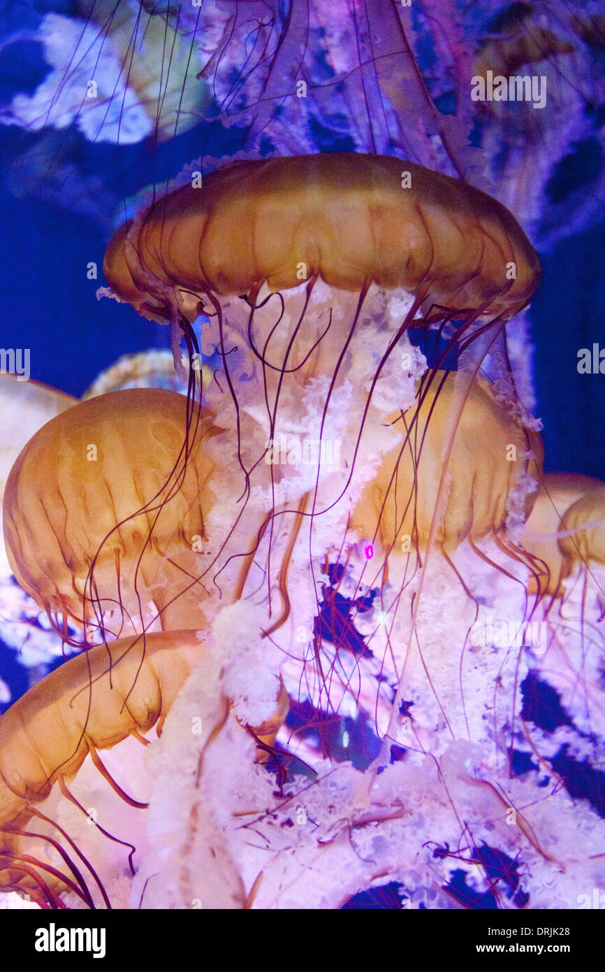 Jellyfish at the aquarium of the Pacific in Long Beach, Los Angeles