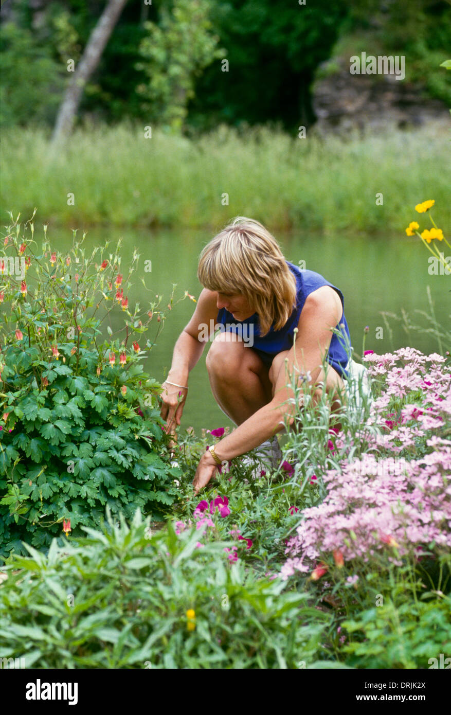Young woman weeding and gardening in blooming summer garden, Missouri USA Stock Photo
