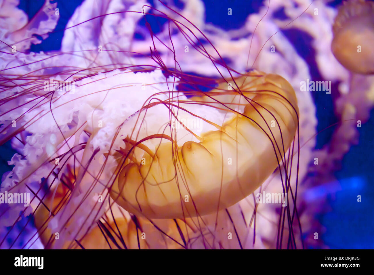 Jellyfish at the aquarium of the Pacific in Long Beach, Los Angeles
