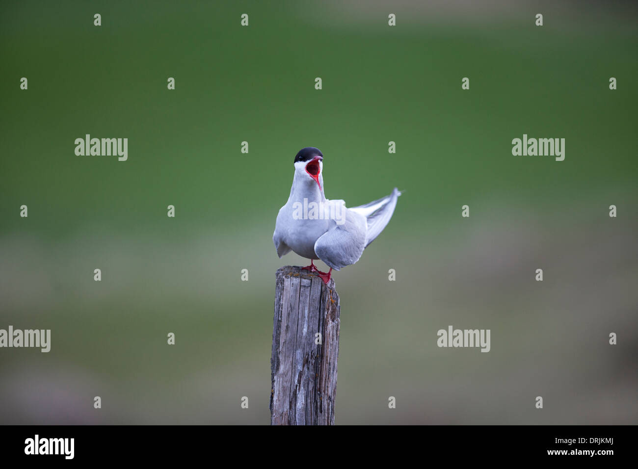 Tern sitting on a pole and screams Stock Photo