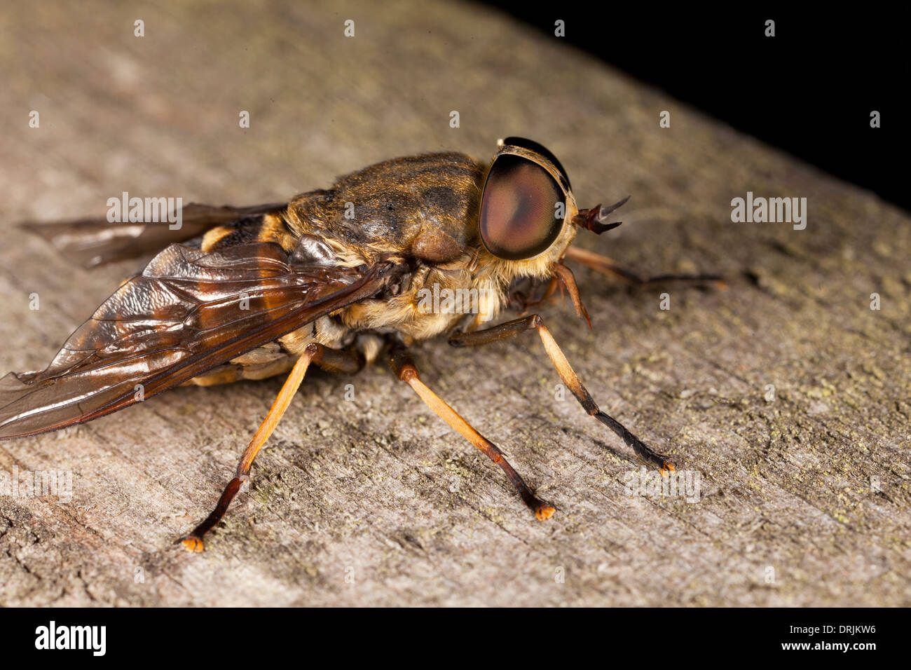Ugly insect hires stock photography and images Alamy