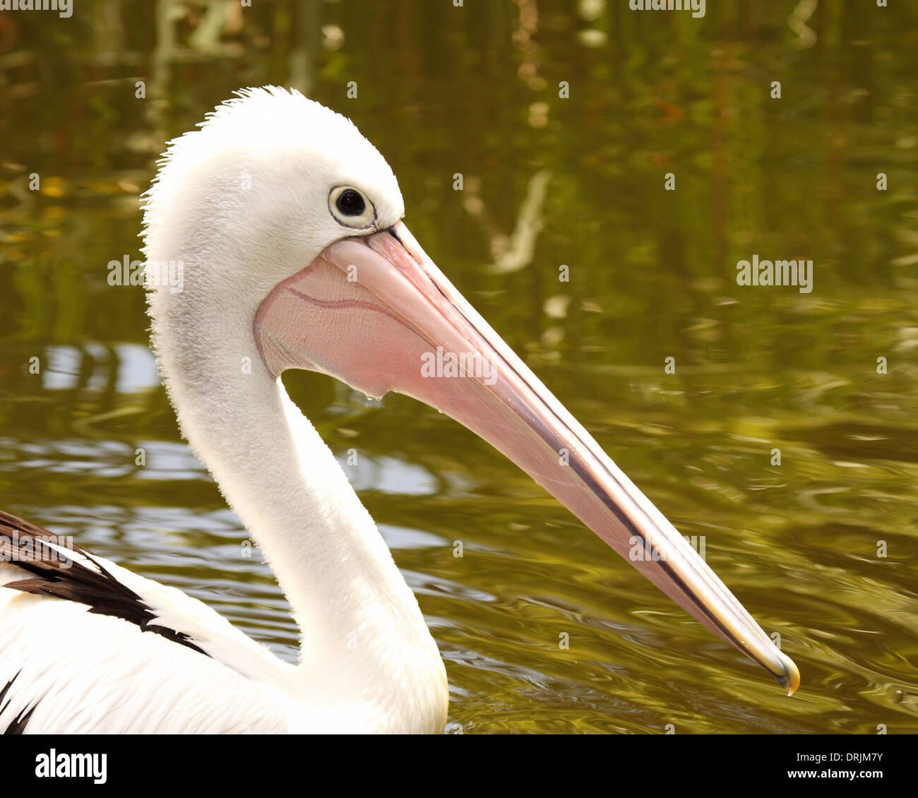 A portrait of an Australian Pelican and its large beak. Stock Photo