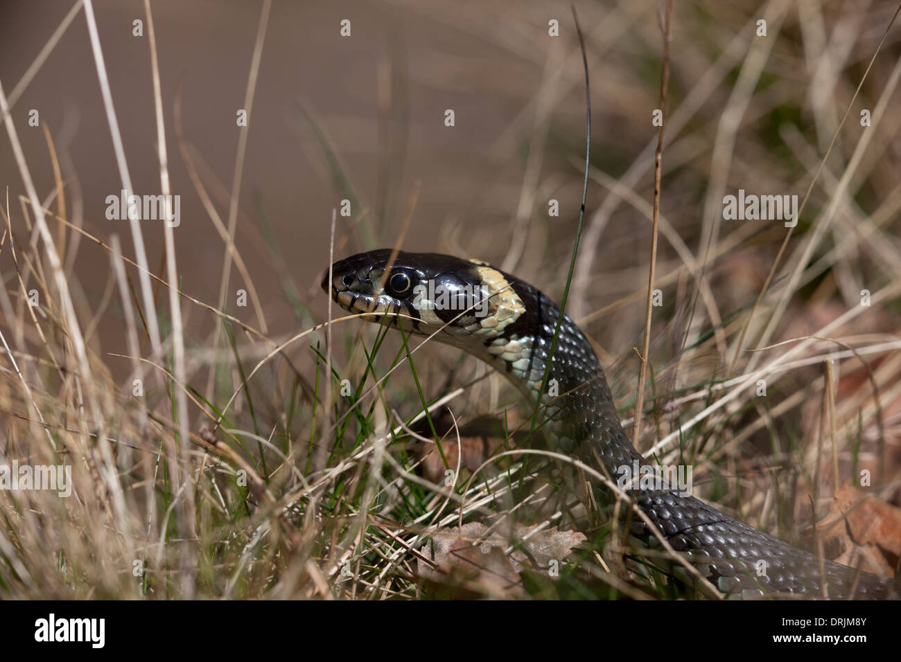 Snake crawls in the grass Stock Photo