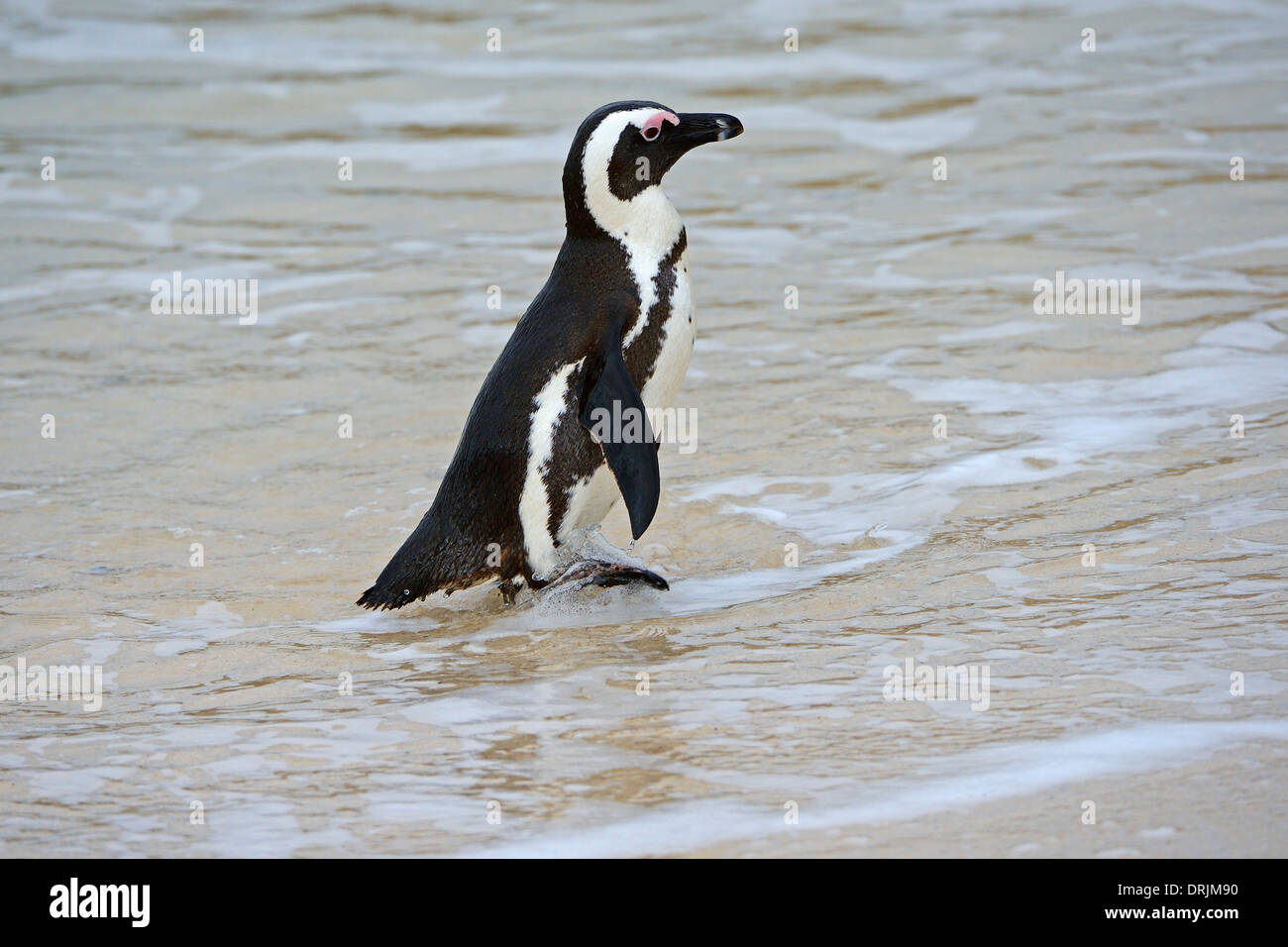 Jackass Penguin and Black-footed Penguin, Spheniscus demersus, Boulders Beach, Simons Town near Capetown, western cape, west cap Stock Photo