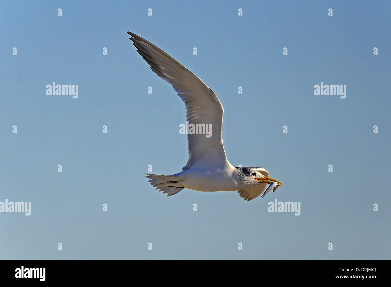 Eilse hi-res stock photography and images - Alamy