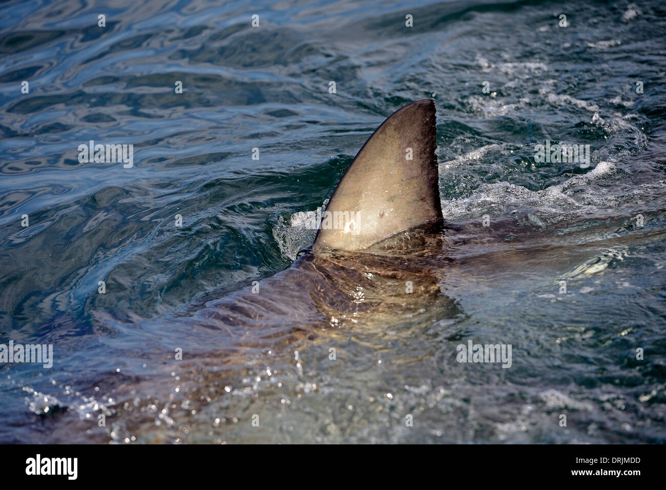 Dorsal fin, the white shark Carcharodon carcharias, Seal Iceland, False