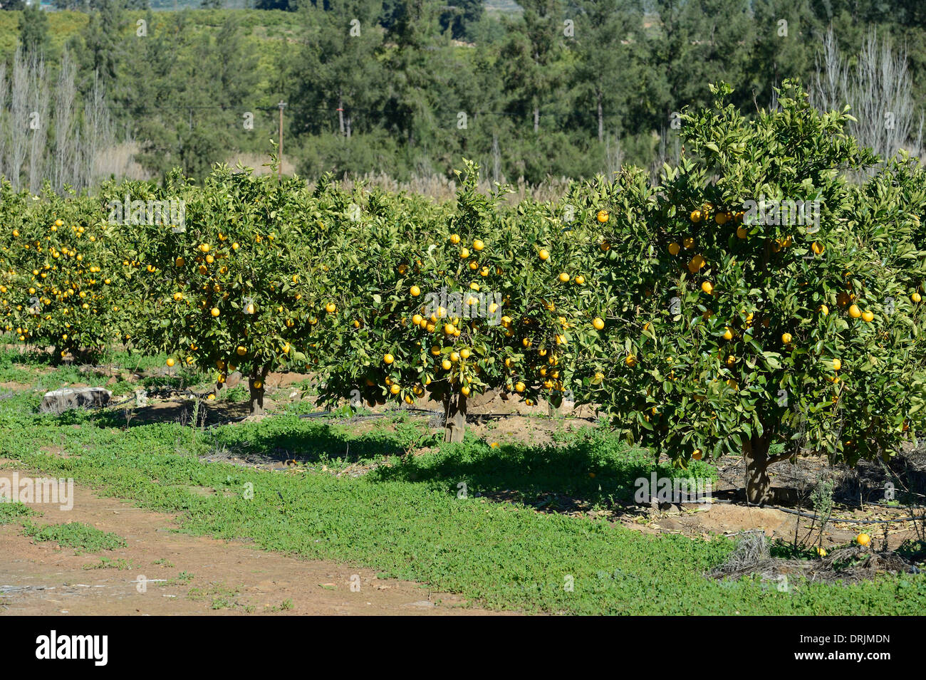 Oranges in trees in a plantation with Clanwilliam, west cape, western